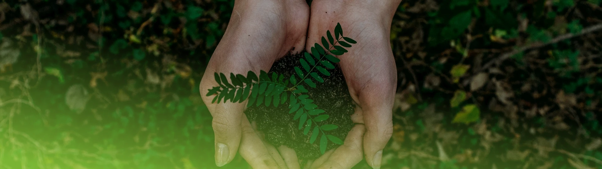 Sostenibilidad